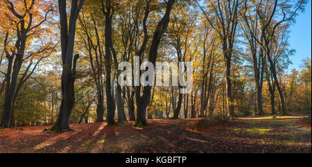 Panorama der Bäume im Herbst Farbe in Epping Forest Stockfoto