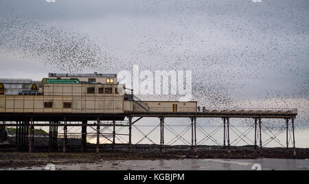 Aberystwyth Wales UK, Montag, 06. November 2017 UK Wetter: Am Ende eines grau bewölkten Nachmittags kehren Tausende von Starlingen von ihren Tagesaktivitäten zurück, um auf dem Wald der gegossenen Beine unter dem Seaside Pier von Aberystwyth zu übernachten. Die Vögel sind zwar eine beliebte Attraktion für Besucher, werden aber von den Bauern verachtet, die sie als Schädlinge ansehen, wertvolle Nahrung von ihrem Vieh stehlen und ihren Kot auf den Farmen hinterlassen Foto © Keith Morris / Alamy Live News Stockfoto