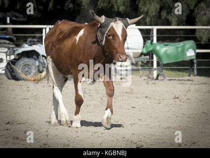 San Juan Capistrano, Kalifornien, USA. 20 Sep, 2017. Moderne Kuh roping, für Spaß oder Wettbewerb praktiziert wird, ist die Praxis der Trennung von Kühen für Branding auf Methoden während der Expansion in den alten Westen Beginn in den frühen 1800er Jahren entwickelt wurde. Kuh roping kann eine individuelle Verfolgung oder in Mannschaften getan und ist die Basis für moderne Rodeos zusammen mit Bull und Bronco reiten. In den alten Westen, Kühe und Kälber, wurden einer nach dem anderen Um eingebrannt werden getrennt und Eigentum während der Runde ups jedes Jahr, bevor die Tiere auf den Markt zu beweisen. Kuh Anseilen ist über den Vereinigten S praktiziert Stockfoto