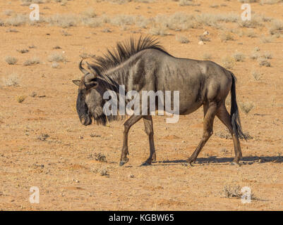 Eine gemeinsame oder Blue Wildebeest wandern in den ariden Kgalagadi Transfrontier Park gebietsübergreifende Südafrika und Botswana. Stockfoto