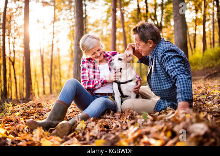 Älteres Ehepaar mit Hund auf einem Spaziergang im Wald. Stockfoto