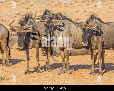 Alert gemeinsame oder Blue Wildebeest in der wasserarmen Kgalagadi Transfrontier Park gebietsübergreifende Südafrika und Botswana. Stockfoto