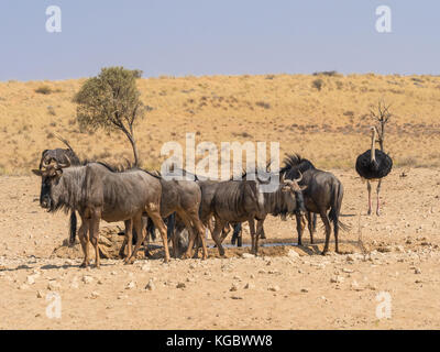 Gemeinsame oder Blue Wildebeest an einem Wasserloch in der wasserarmen; Kgalagadi Transfrontier Park gebietsübergreifende Südafrika und Botswana. Ein gemsbock und ein Strauß kann Stockfoto