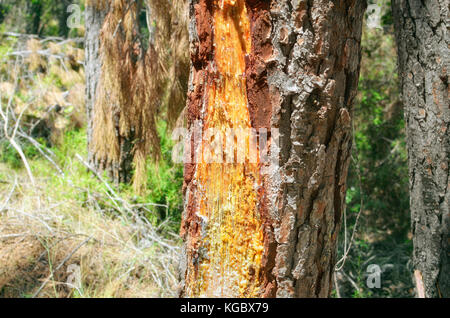 Harz tropft von einer Kiefer. In die Rinde schneiden. Mediterraner Wald, in Spanien. Sonniger Tag der Sommerzeit. Farbenfrohe Szene. Weichfokus. Stockfoto