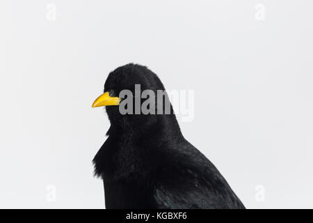 Ausführliches Porträt natürliche isoliert Pfeifhasen Vogel (Pyrrhocorax Ochotonidae) Stockfoto