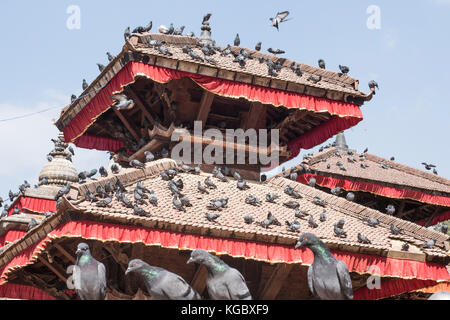 Tempel bedeckt mit Taube in Kathmandu Durbar Square, Kathmandu, Nepal basantapur Stockfoto