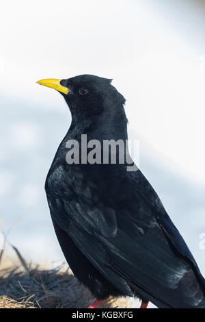 Seitenansicht portrait natürliche Pfeifhasen (Ochotonidae) pyrrhocorax Stockfoto