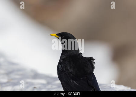 Seitenansicht natürliche Pfeifhasen (Ochotonidae) pyrrhocorax Stockfoto