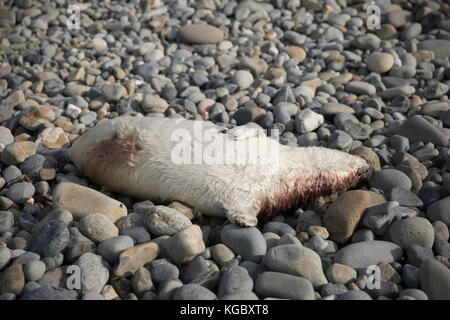 Dead Atlantic Gray Seal pup am Newgale Beach nach Storm Brian. Stockfoto