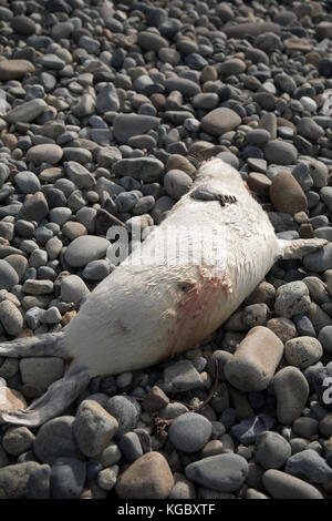 Dead Atlantic Gray Seal pup am Newgale Beach nach Storm Brian. Stockfoto