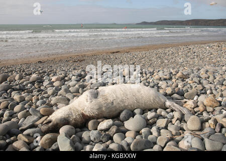 Dead Atlantic Gray Seal pup am Newgale Beach nach Storm Brian. Stockfoto
