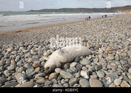 Dead Atlantic Gray Seal pup am Newgale Beach nach Storm Brian. Stockfoto