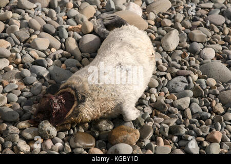 Dead Atlantic Gray Seal pup am Newgale Beach nach Storm Brian. Stockfoto