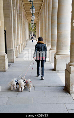 Paris, Frankreich. Palais Royal. Frau zu Fuß drei kleine Hunde. Stockfoto