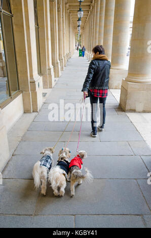 Paris, Frankreich. Palais Royal. Frau zu Fuß drei kleine Hunde. Stockfoto