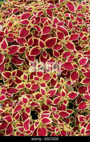 Rote Blätter mit gelben Kanten von coleus Pflanzen in einem Park geblümter Bettwäsche anzeigen. Stockfoto