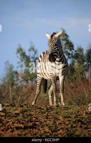 Maneless Zebra (Equus quagga borensis) Fohlen auf einem Hügel mit Bäumen und blauer Himmel. Stockfoto