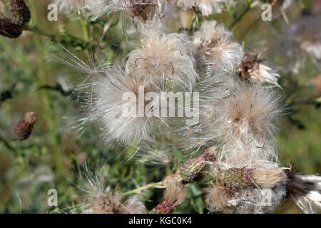 Creeping Thistle (Cirsium arvense) Samenköpfe leuchtende Silber in der Abendsonne. Stockfoto