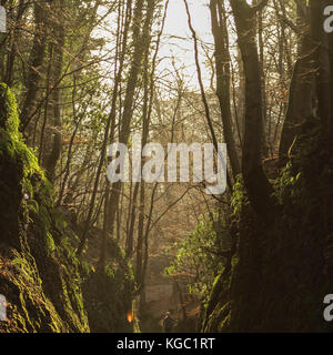 Sonnenaufgang im Wald Stockfoto