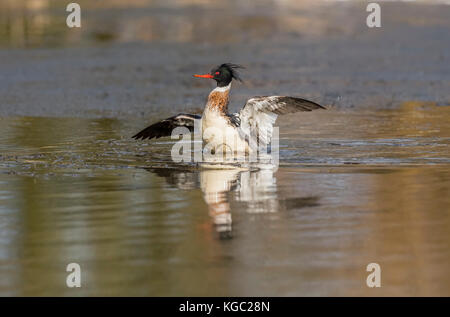 Red-breasted Prototyp Stockfoto