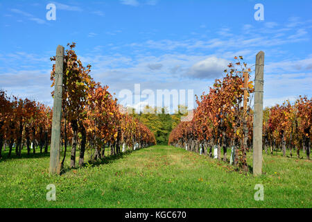 Herbstliche Reihen der Weinreben im späten Oktober im Nordosten der italienischen Region Friaul - Julisch Venetien. Stockfoto