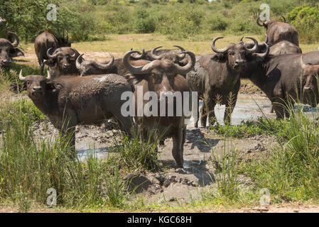 Herde der Afrikanischen Büffel im Schlamm suhlen im Murchison Falls National Park in Uganda. Stockfoto