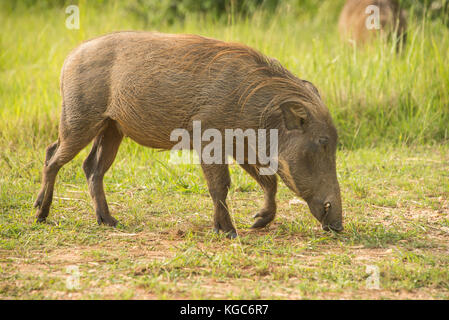 Gemeinsame Warzenschwein in Murchison Falls Nationalpark, Uganda Stockfoto