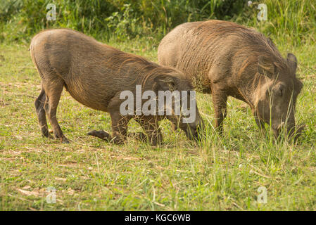 Gemeinsame Warzenschwein in Murchison Falls Nationalpark, Uganda Stockfoto