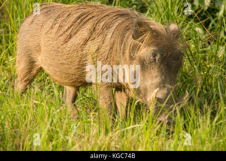Gemeinsame Warzenschwein in Murchison Falls Nationalpark, Uganda Stockfoto