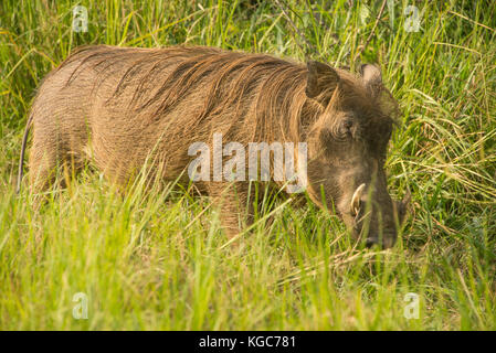 Gemeinsame Warzenschwein in Murchison Falls Nationalpark, Uganda Stockfoto
