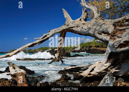 Wellen gegen die scharfen schwarzen Lavasteinen auf dieser tropischen Strand auf der grossen Insel von Hawaii Stockfoto