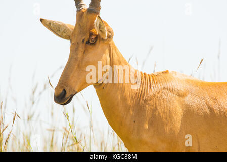 Lelwel hartebeest (Alcelaphus buselaphus lelwel) auch eine vom Aussterben bedrohte unterart als Jackson's Hartebeest bekannt; Murchison Falls Nationalpark, Uganda. Stockfoto