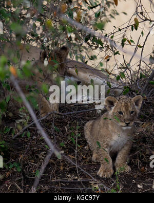 T sehr jungen Lion cub späht aus der Bürste nach der Fütterung, mit Mutter Lion im Hintergrund Stockfoto