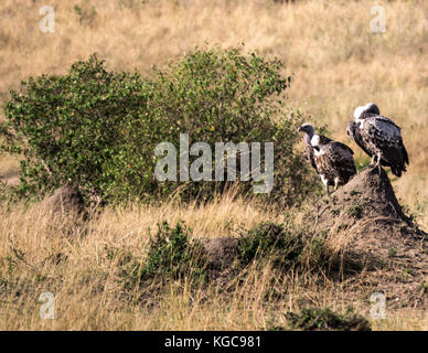 Die beiden afrikanischen ruppell Gänsegeier, (Tylose in Rueppellii) auf einem termitenhügel Damm in der Mitte das Aalen - Morgen Sonne: Norden von Tansania Serengeti National Park Stockfoto