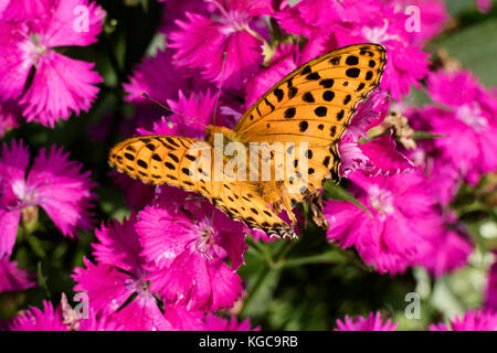 Orange komma Schmetterling mit schwarzen Flecken auf rosa Blüten Stockfoto