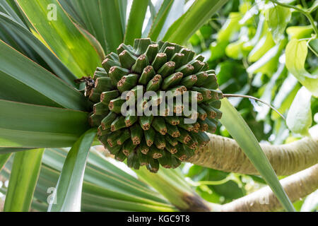 Frucht einer tropischen Gemeinsame screwpine Stockfoto