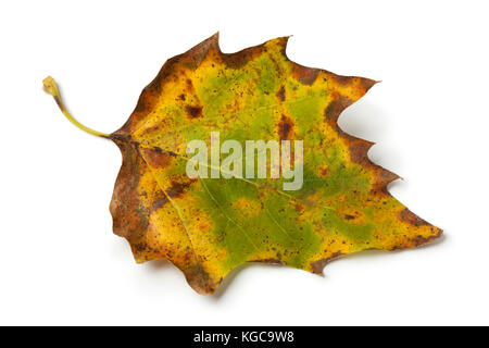 Herbst Ahorn Blatt auf weißem Hintergrund Stockfoto