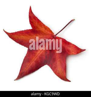 Rote Herbst Blatt eines American sweetgum Baum auf weißem Hintergrund Stockfoto