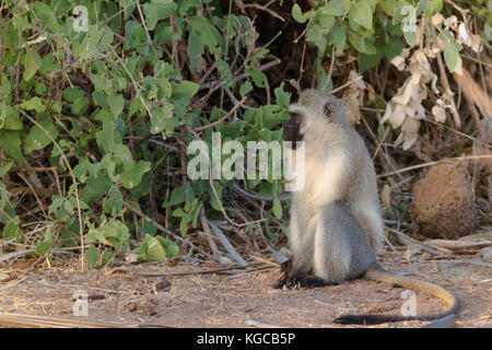 Eine Meerkatze im Tsavo East National Park sitzend, Kenia Stockfoto