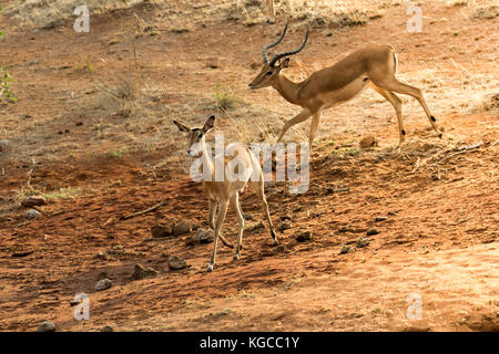 Zwei Impala laufen nach unten eine Bank in Tsavo Ost, Kenia Stockfoto