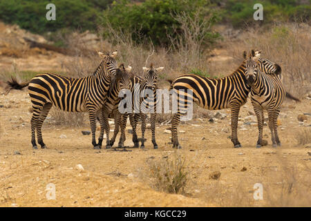 Die Zebras in der Tsavo Nationalpark Ökosystem in der Regel erscheint eine orange Färbung aufgrund der roten vulkanischen Staubes in der Savanne zu haben Stockfoto