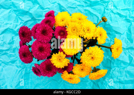 Gelb und Burgund Chrysantheme auf Blau zerknittertes Papier Hintergrund. Stockfoto