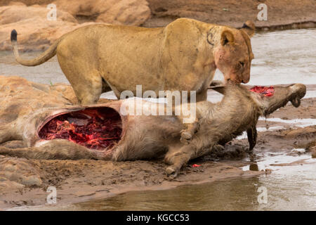 Eine Löwin nimmt die wasserböcke sie getötet hat, es zu einem sichereren Ort zu bewegen. Tsavo River, den Tsavo Ost Nationalpark, Kenia Stockfoto