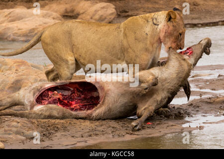 Eine Löwin nimmt die wasserböcke sie getötet hat, es zu einem sichereren Ort zu bewegen. Tsavo River, den Tsavo Ost Nationalpark, Kenia Stockfoto