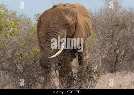 Ein afrikanischer Elefant, der Zweige aus einem Busch im Tsavo East National Park, Kenia, abstreifst Stockfoto