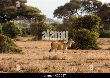 Ein junger Erwachsener, männlicher Lesser Kudu im Tsavo East National Park, Kenia Stockfoto