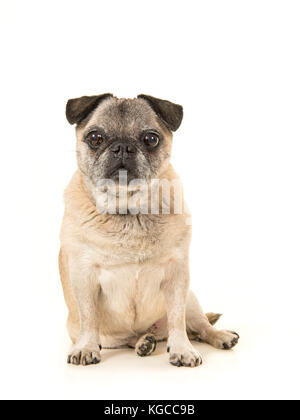 Cute sitzen ältere Mops mit Blick auf die Kamera auf weißem Hintergrund Stockfoto