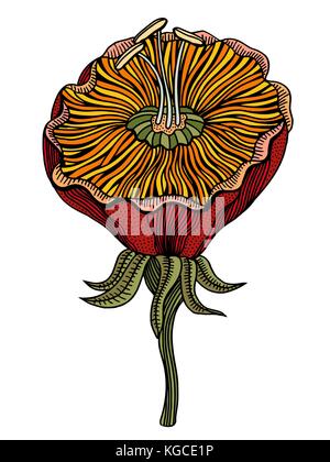 Vektor farbige Blume auf weißem Hintergrund. Element für Design. von Hand gezeichnet von Konturlinien und Anschläge. Stock Vektor