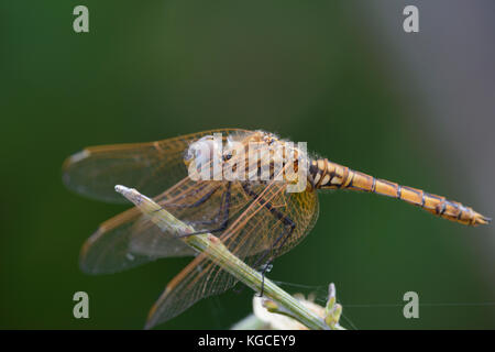 Violett Dropwing (violett-gekennzeichneten Darter) (Trithemis Annulata), Buchse (violett-markierten Darter) (Trithemis Annulata), Weibliche in Ruhestellung Stockfoto