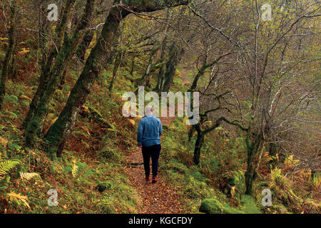 Zu Fuß durch Eiche Wald auf dem West Highland Way in der Nähe von inverarnan, Loch Lomond und der Trossachs National Park Stockfoto